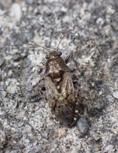 Heterogaster urticae